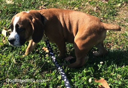 Luna the Beabull puppy on a leash in the grass