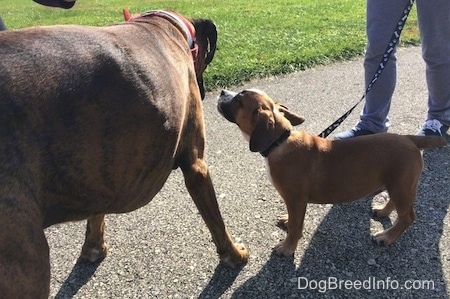 Bruno the Boxer standing on a paved path letting Luna the Beabull puppy smell him