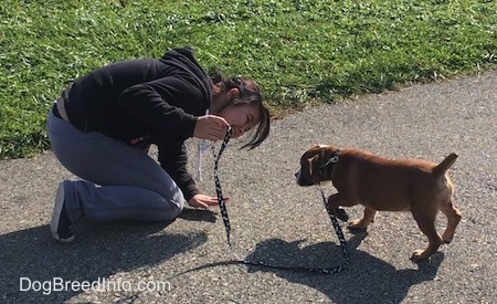 Luna the Beabull walking up to her owner as she kneels down to the puppy