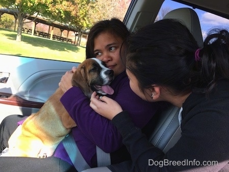 Luna the Beabull puppy in a car being hugged by two girls