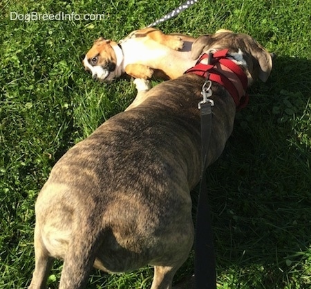 Spencer the Pit Bull Terrier sniffing Luna who is rolled on her back