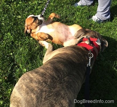 Spencer the Pit Bull Terrier bowing to Luna the Beabull as he smells her