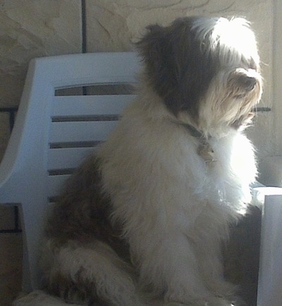 Pony the Bearded Collie sitting in a white lawn chair