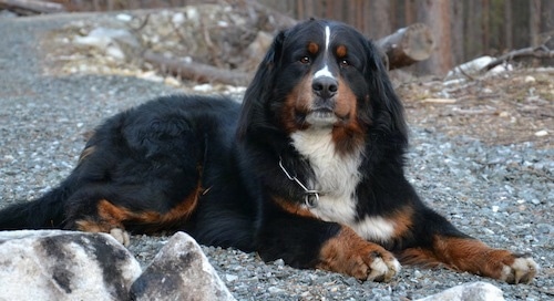 Vargas the Bernese Mountain Dog laying down in gravel