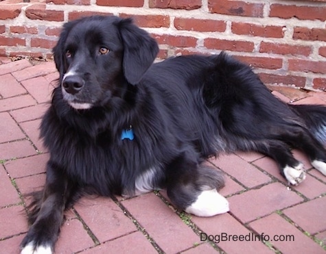 The front left side of a black with white  Border Newfie that is laying across a brick sidewalk and it is looking to the left.