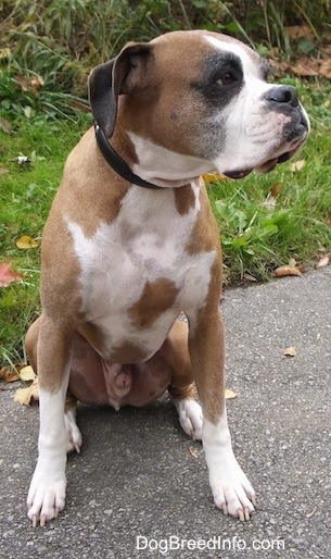 Knuckles the Boxer sitting on a black top and looking to the right