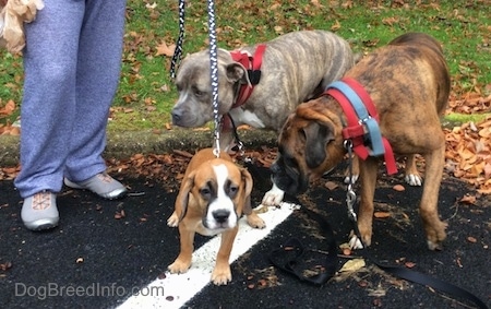 Bruno the Boxer and Spencer the Pit Bull Terrier with Luna the Beabull standing on a blacktop