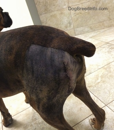 Bruno the Boxer shaved backside with stitches on his back end