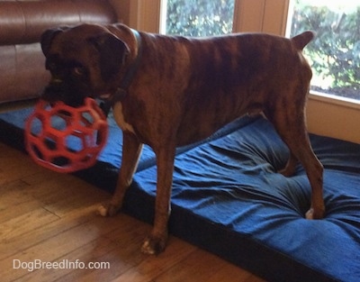 Bruno the Boxer has a toy ball in his mouth