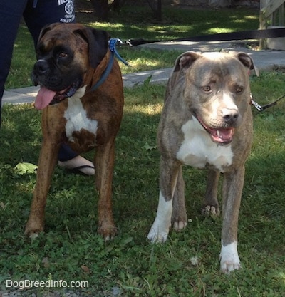 Bruno the Boxer and Spencer the Pit Bull Terrier standing outside with there tongues out and mouth open