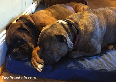 Bruno the Boxer and Spencer the Pit Bull Terrier snuggled together on a dog bed. Brunos paw is on Spencer's nose