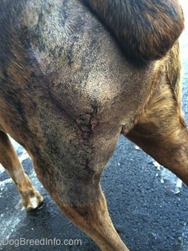 Sutures on the backside of Bruno the Boxer