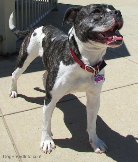 The front right side of a brindle and white Valley Bulldog that is standing across a concrete surface, it is looking up, to the right, its mouth is open, its tongue is sticking out and it looks like it is smiling. The dog has a long tail and a black nose.