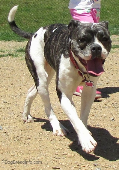 The front right side of a brindle and white Valley Bulldog that is running across a dirt surface, its head is level with its body and it is panting. The dogs nose is black.