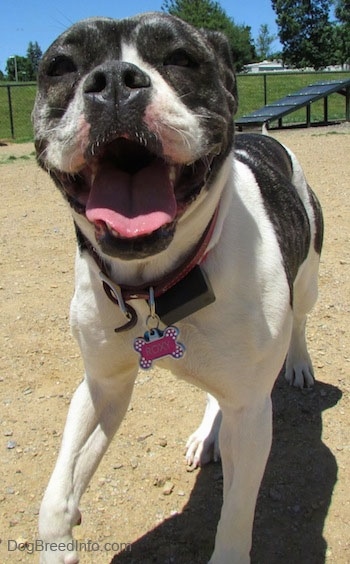 Close up - The front left side of a brindle and white Valley Bulldog is standing across a dirt surface, it is looking forward, its mouth is open and it looks like it is smiling. The dog's nose is black and its ears are pinned back.