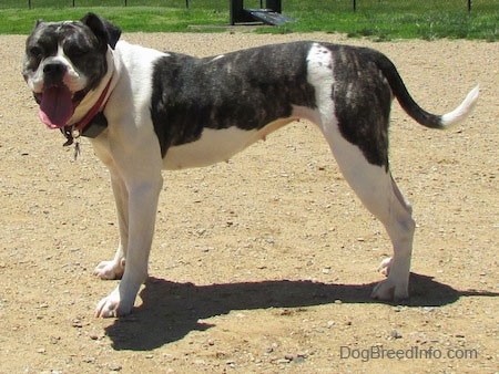 The left side of a brindle and white Valley Bulldog that is standing across a dirt surface, it is looking forward and it is panting. The dog is holding its tail low.