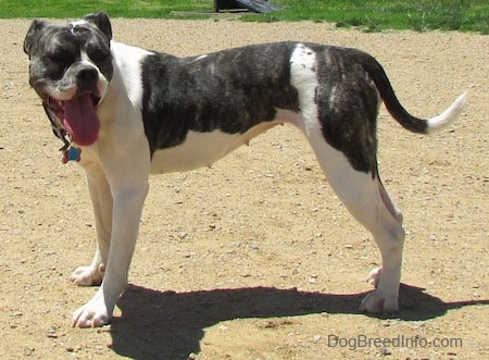 The left side of a brindle and white Valley Bulldog that is standing across a dirt surface, its mouth is open, its tongue is sticking out and it is looking to the right.