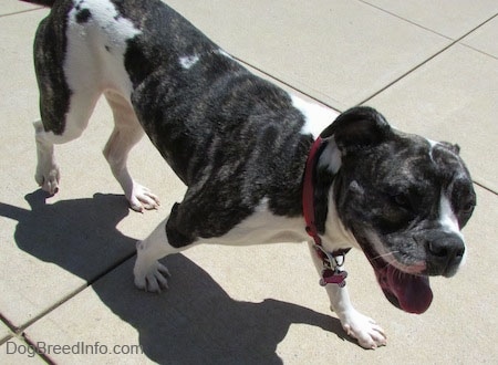 Top down view of a brindle and white Valley Bulldog that is walking across a concrete surface, it is panting and it looks like it is smiling.