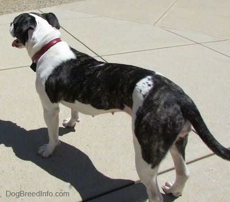 The back left side of a brindle and white Valley Bulldog that is standing across a concrete surface, it is looking to the left, its mouth is open, its tongue is sticking out and it is looking to the left. The dog has a long body and it is wearing a red collar.