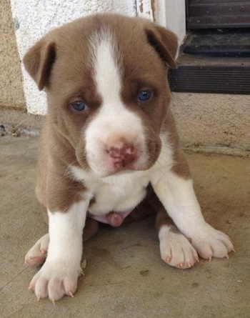 Bull Pitsky puppy sitting in front of a door