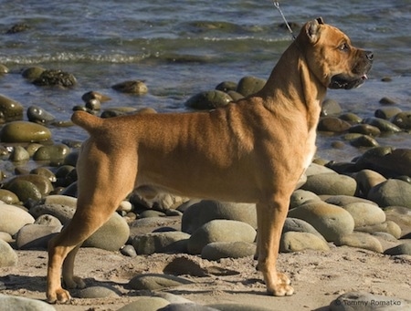 GCH Campo's Solomon di RockHaven the Cane Corso Italiano is beachside. There are a lot of rocks next to him. He is standing in front of a body of water