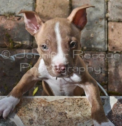 Baby E the Pit Bull Terrier standing Against a wall and looking directly at the camera holder