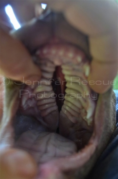 Close Up - Baby E the Pit Bull Terrier with his mouth being held open by fingers and the crack in the roof of his mouth showing