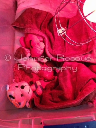 Baby E the Pit Bull Terrier is laying in a homemade incubator next to a couple of plush doll toys