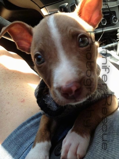 Close Up - Baby E the Pit Bull Terrier staring at the camera on the lap of a lady on the drivers side of a vehicle