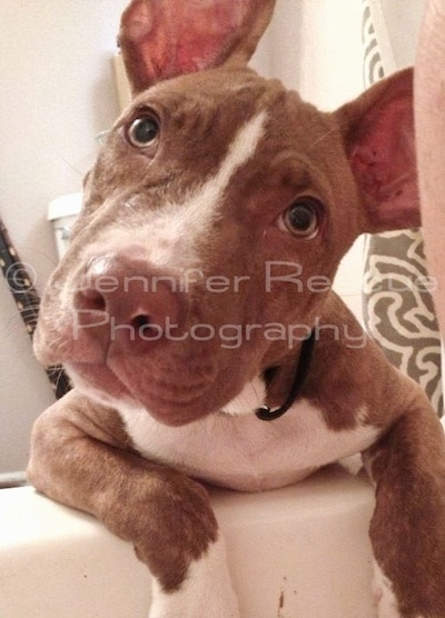 Baby E the Pit Bull Terrier leaning against the edge of a white bath tub with his head tilted to the left