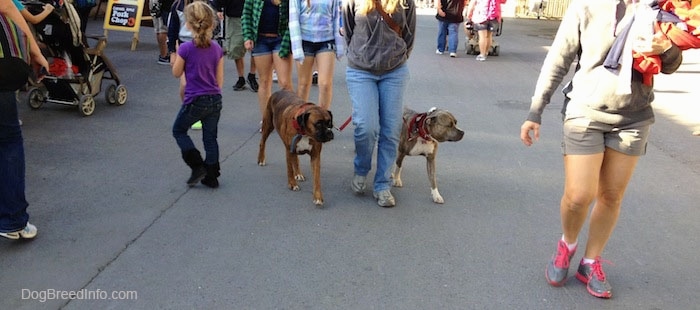 A brindle with white Pit Bull Terrier and a brown brindle with white Boxer are being walked across an amusement park