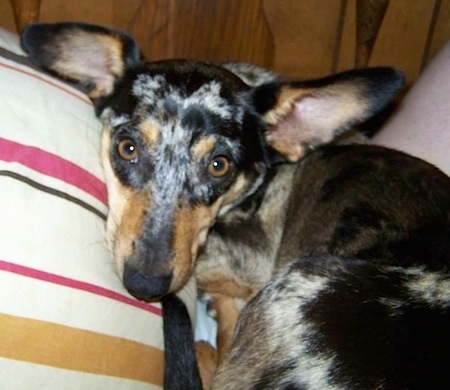 Close Up - Ozzy the black, brown, gray and white large-eared Dorgi is laying on a bed next to a striped pillow