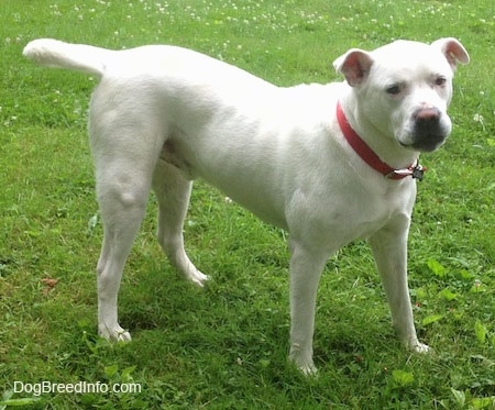 Gunner the white EngAm Bulldog is wearing a red collar and standing in a grassy green yard