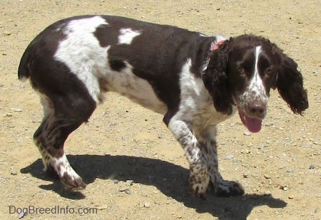 Duke the dark brown and white ticked English Springer Spaniel is moving across dirt. Dukes mouth is open and tongue is out