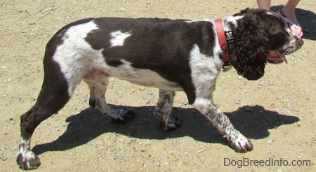 Right Profile - Duke the English Springer Spaniel is walking across dirt. There is a person in pink sandels behind him.