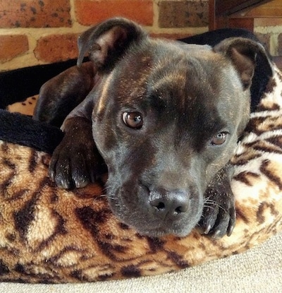 Close up - A black brindle Staffordshire Bull Terrier dog laying inside of a cheetah print dog bed looking down and to the right.