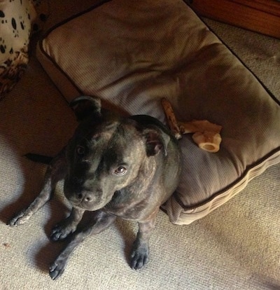 Top down view of a black brindle Staffordshire Bull Terrier dog that is sitting on a pillow and it is looking up. It has dog bones on the bed behind it.