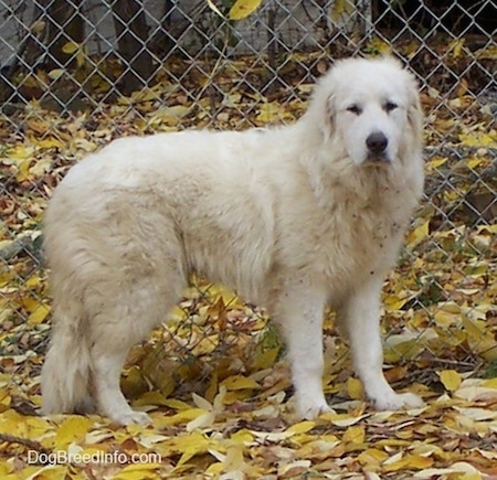 The right side of a white Great Pyrenees that is standing on leaves in front of a chain link fence and it is looking forward.