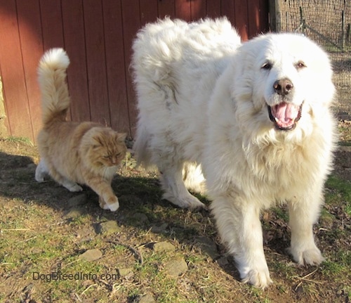 A white Great Pyrenees that is standing on grass and to the left of it is an orange with white cat. The Great Pyrenees mouth is open and tongue is out.