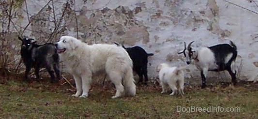 The left side of a white Great Pyrenees that is standing in front of a herd of goats and there is a Pyrenees puppy standing behind him.