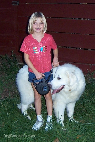 The right side of a white Great Pyrenees that is looking to the left and it is standing on grass behind a girl who is smiling.
