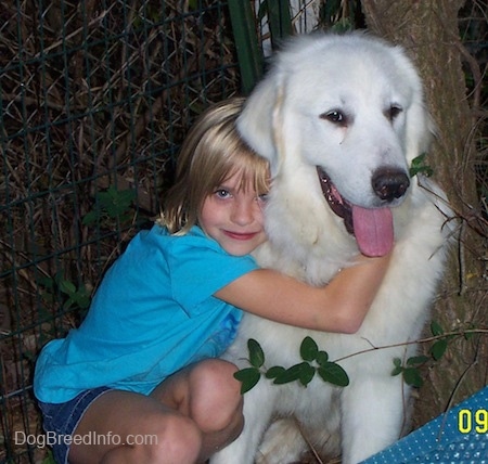 A white Great Pyrenees is sitting in front of a tree and it is getting a hug from a girl. The dog's mouth is open and tongue is sticking out.