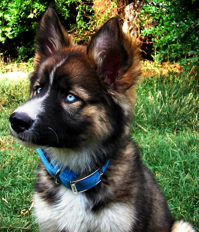 GerberianShepskyGermanShepherdSiberianHuskyHybridDogsRaiya3MonthsOld.jpg