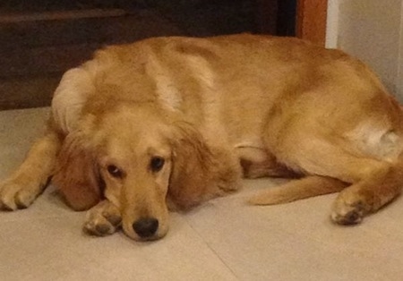 A Golden Retriever is laying down on a tiled floor in front of a doorway