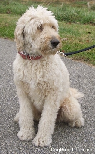 A Goldendoodle is sitting on a black top and looking to the right