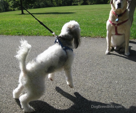 Wilbur the Chinese Crested Powderpuff is trying to pull the person holding the leash to Junior the labrador Retriever, both dogs are wearing a harness