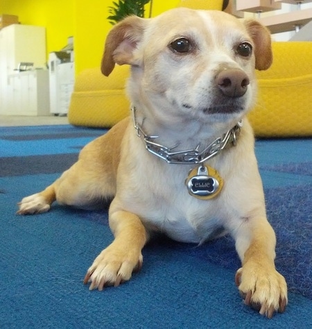 Close Up - A tan with white Jack Chi is wearing a prong collar and a dog tag that says 'Ellie' laying on a blue rug.