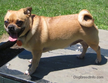 A tan Jug is standing on a metal box outside. Its mouth is open and tongue is out and its tail is curled over its back