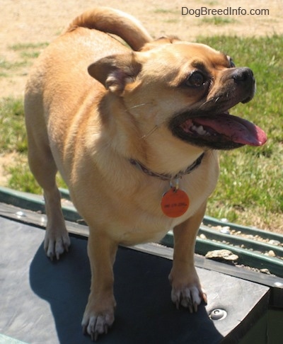 A tan Jug is standing on a metal box outside. It is panting and looking up and to the right