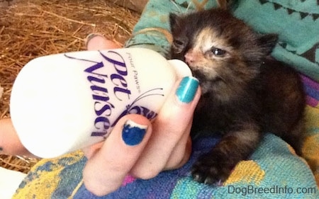 The front left side of a black with white Kitten that is being bottle fed by a person with colorful nails.